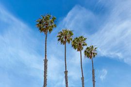 Minimalist palm tree impression by Melanie Viola