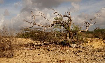 Jan Thiel, Curacao