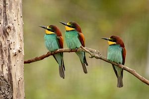 Les guêpiers voient un insecte
