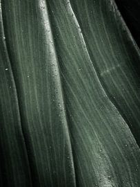 Abstract Green Leaf: Tropical Vertical Textures Indonesia by Caro van Kessel
