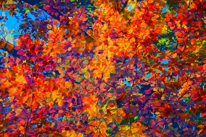 Goldener Oktober von Thomas Jäger