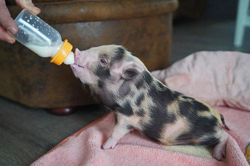 Bonte miniatuur handopfok biggetjes tijdens voedertijd