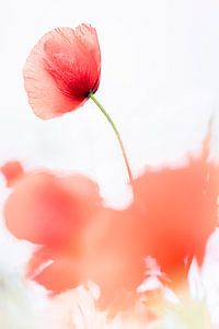 Eine stolze Mohnblume