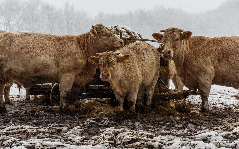 Winterse koeien van Joni Israeli