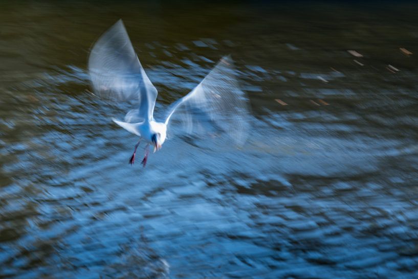 Meeuw in slow motion par Cor Pot