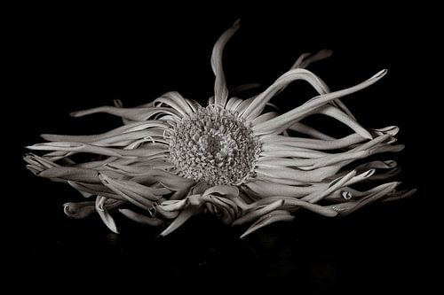 Still life with flower black and white