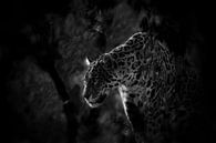 Jaquar menber of the genus Panthera van René Koert thumbnail