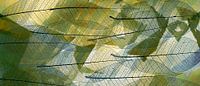 Abstract Skelet blad met groentinten. Awarded at 1x.com.