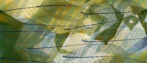 Abstract Skeleton leaf with shades of green.