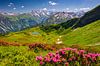 Alpenrosenblüte  am Fellhorn von Walter G. Allgöwer Miniaturansicht