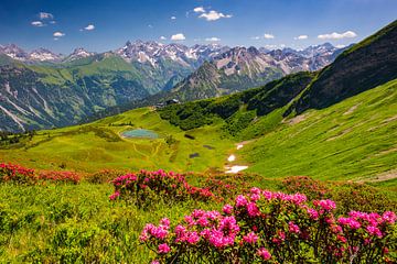 Les roses des Alpes en fleur au Fellhorn sur Walter G. Allgöwer