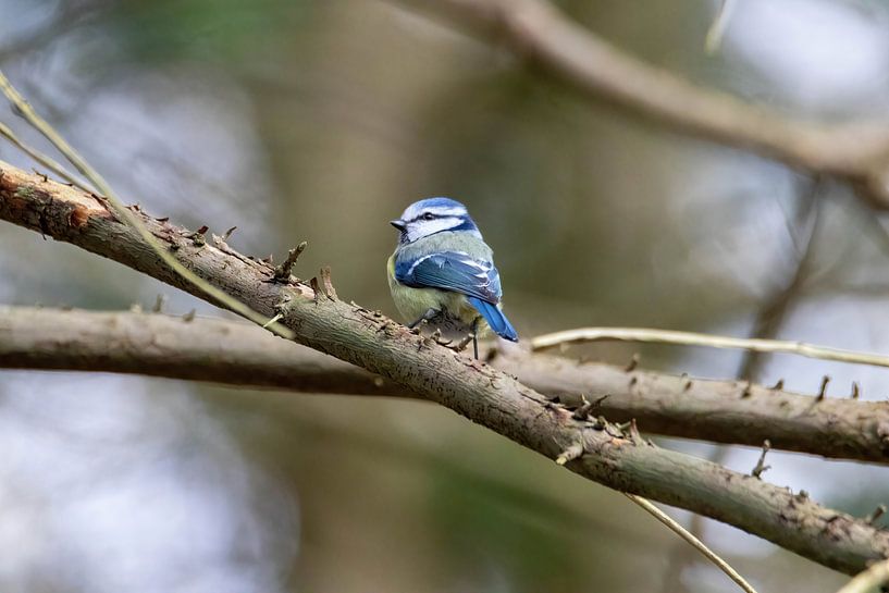Une belle mésange bleue #1 par Selwyn Smeets - SaSmeets Photography