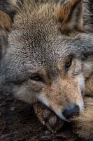 portret wolf