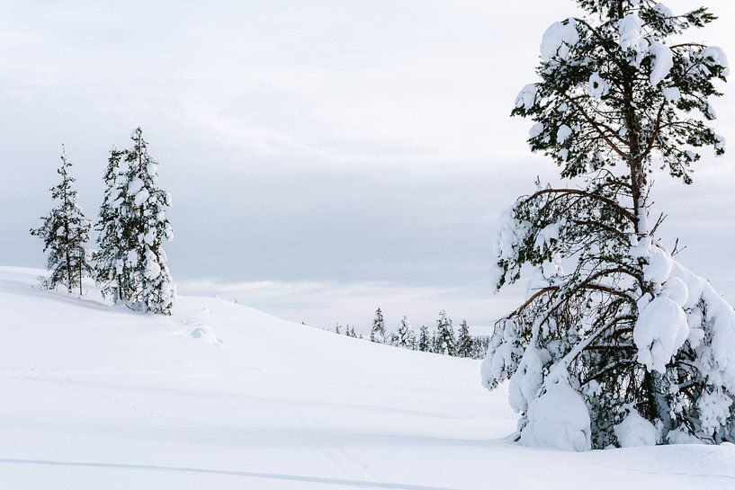 Sneeuwlandschap met besneeuwde bomen in Fins Lapland || Poolcirkel, Finland van Suzanne Spijkers