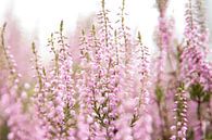 Bloeiende paarse heide bloemen van Karijn | Fine art Natuur en Reis Fotografie thumbnail
