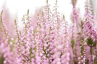 Blühende violette Heidekrautblüten