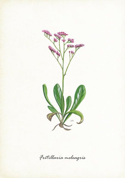 Lamsoor van Jasper de Ruiter