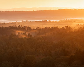 A play of light in the misty forest