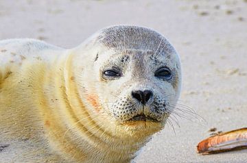 Seal Katwijk Pays-Bas sur Anja Oosterwaal Fine Art Fotografie