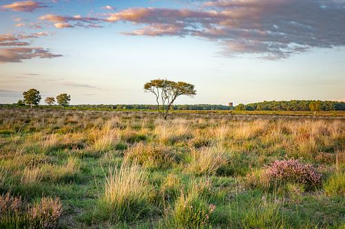 Westerheide by Tashina van Zwam