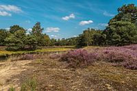 Niedermoore in der Heide