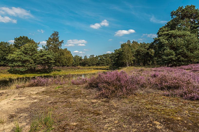 Niedermoore in der Heide von arie oversier
