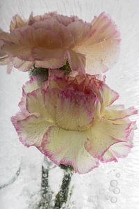 Nelken in Eis 1