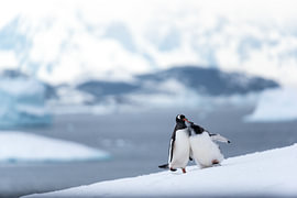 Twee zielen in de stilte van Antarctica van Duco Das