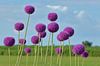 Purpurrote Lauch Giganteum-Blumen auf einem Gebiet von Ronald Smits Miniaturansicht