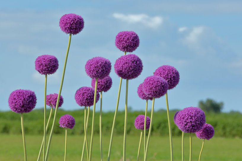Purpurrote Lauch Giganteum-Blumen auf einem Gebiet von Ronald Smits