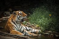 Een mooie tijger, een grote roofkat... van Michael Semenov thumbnail