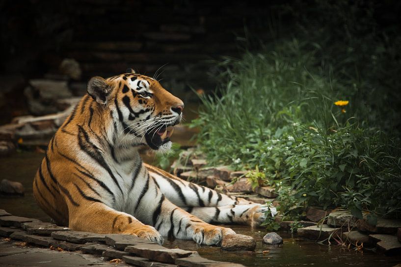 Een mooie tijger, een grote roofkat... van Michael Semenov