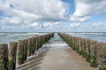 Brise-lames sur la plage avec mouettes sur John van de Gazelle