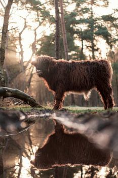 Schotse Hooglander kalf