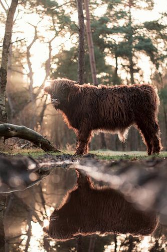 Scottish Highlander Kalb