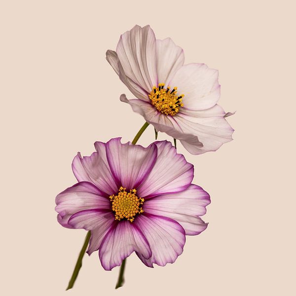 Cosmea wild flower by Marga Vroom