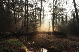 Le Rijsterbos perd ses harpes solaires à Rijs