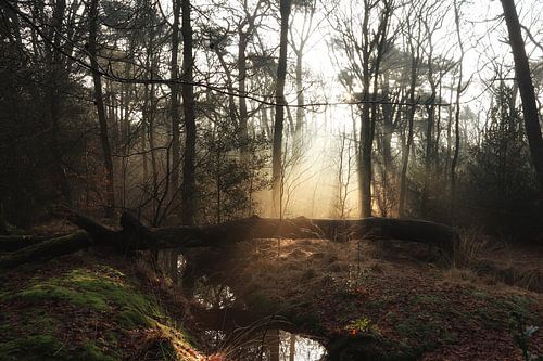 Rijsterbos mist en zonneharpen plaats Rijs