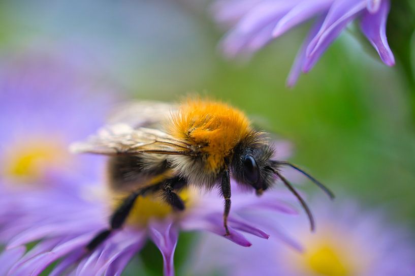 Bumblebee on a flower collecting nectar by Martin Köbsch