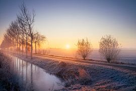 Pont capillaire de l'avenue des arbres avec lever de soleil