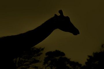 Silhouette giraffe by Niek Traas