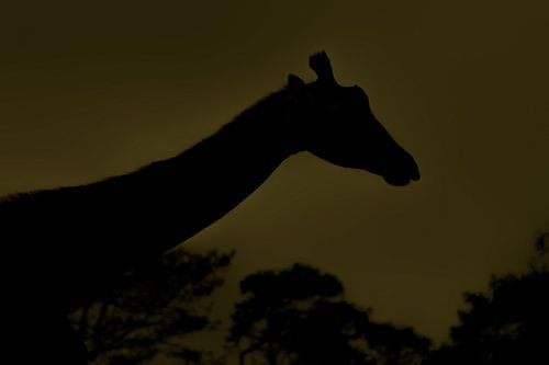 Silhouette giraffe