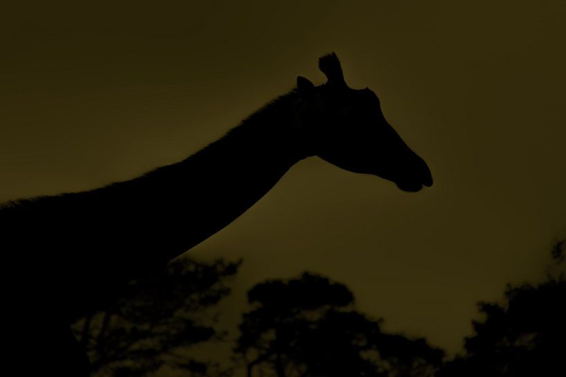 Silhouette Giraffe von Niek Traas