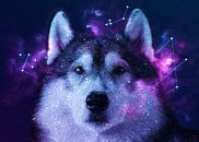Galaxy Siberian Husky by Lemo Boy thumbnail