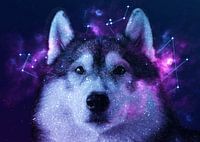 Galaxy Siberian Husky