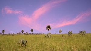 Murchison Falls National Park, Uganda
