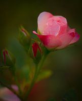 Autumn Rose