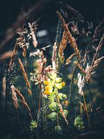 Wilde natuur
