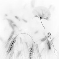 poppy black and white.