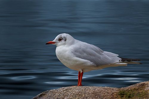 Möwe